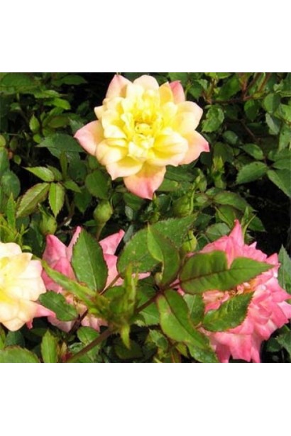 Троянда Tricolor Fairy квітка